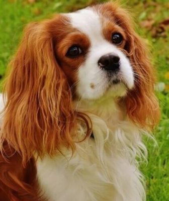 Cavalier King Charles Spaniel