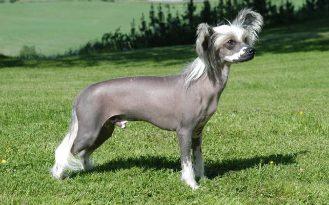 Chinese Crested Dog