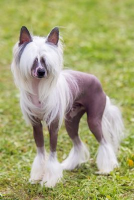 Chinese Crested Dog