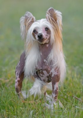 Chinese Crested Dog