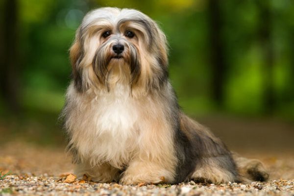 Havanese