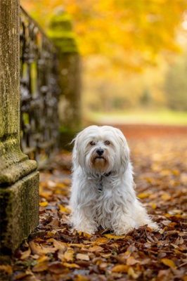 Havanese
