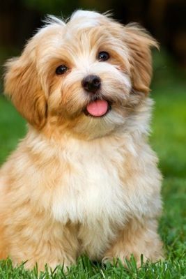 Havanese