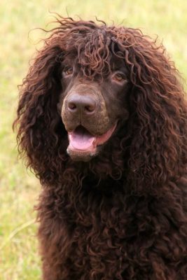 Irish Water Spaniel