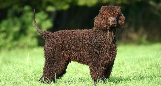 Perro de Agua Irlandés