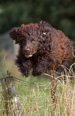 Irish Water Spaniel