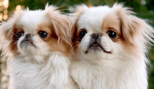 Japanese Chin
