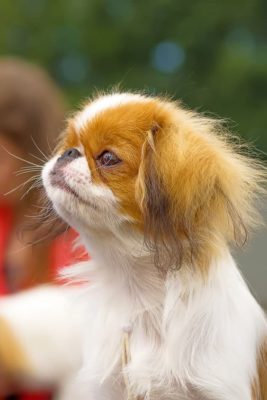 Japanese Chin