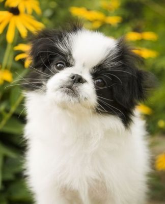 Japanese Chin