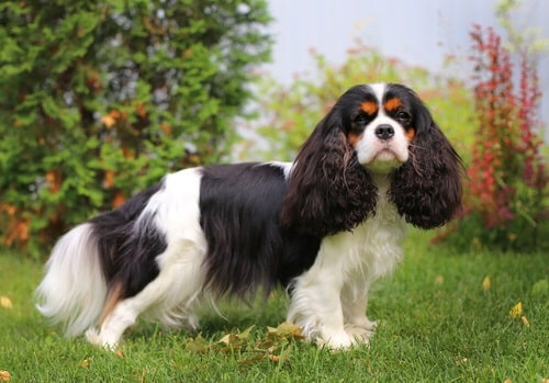 King Charles Spaniel