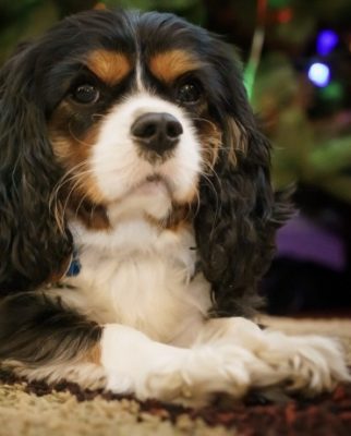 King Charles Spaniel