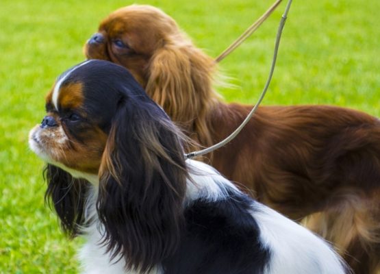 King Charles Spaniel