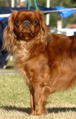 King Charles Spaniel