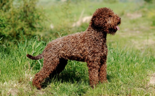 Lagotto Romagnolo