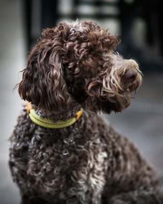 Lagotto Romagnolo