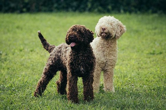 Lagotto Romagnolo