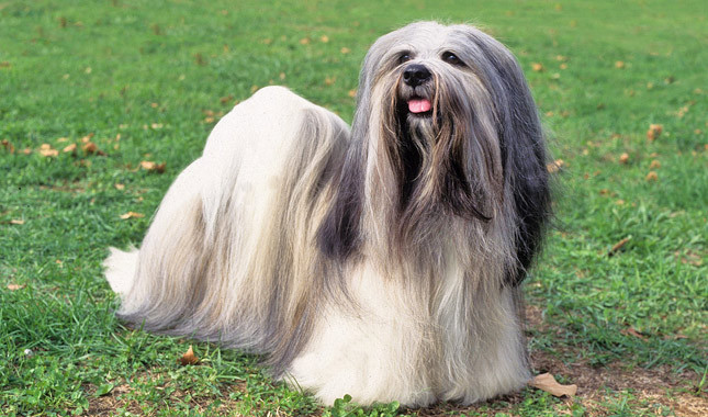 Lhasa Apso
