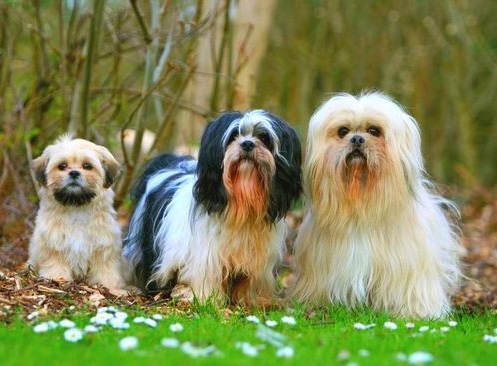 Lhasa Apso