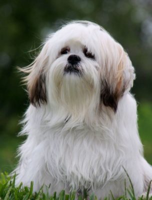 Lhasa Apso
