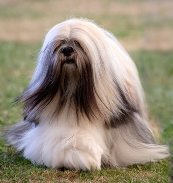 Lhasa Apso