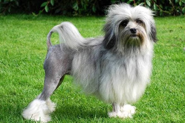 Pequeño Perro León