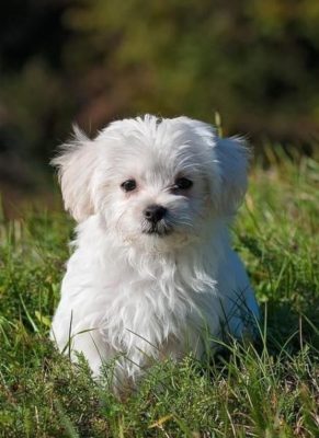 Maltese