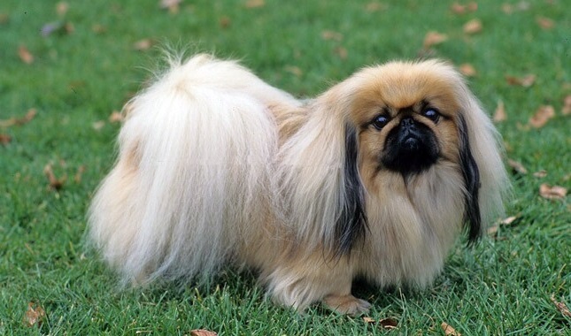Pekingese