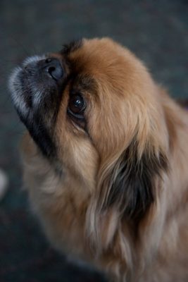 Pekingese