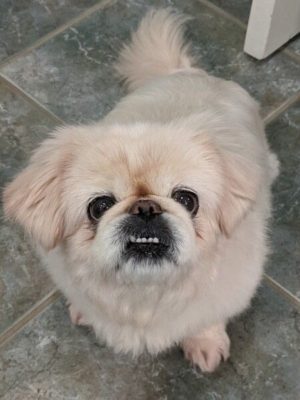 Pekingese