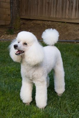 Poodle