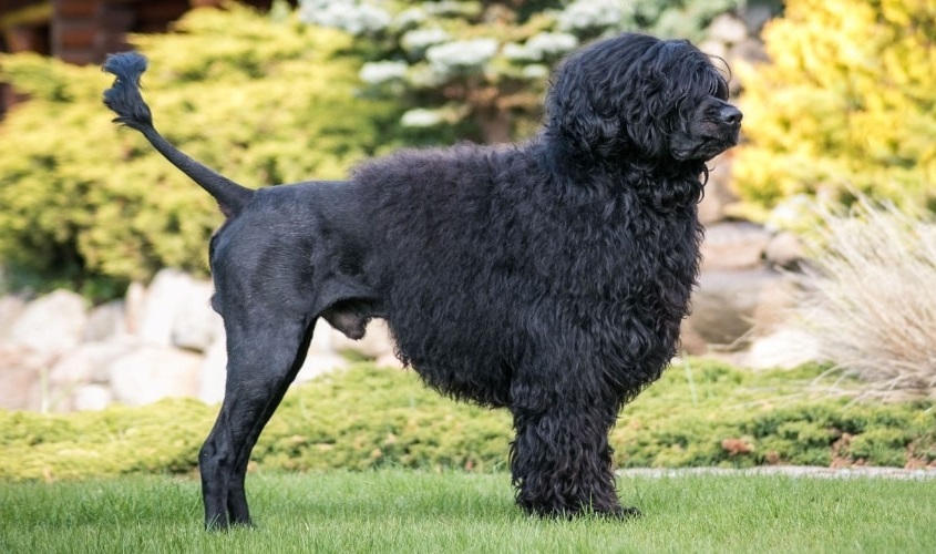 Cão de Água Português