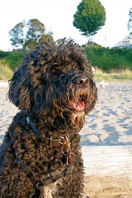 Portuguese Water Dog