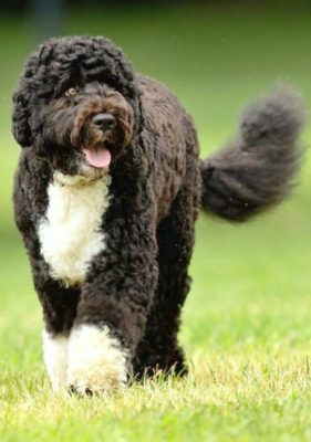 Portuguese Water Dog