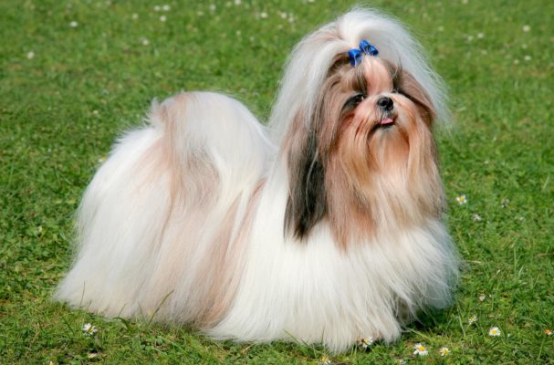 Shih Tzu