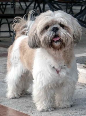 Shih Tzu