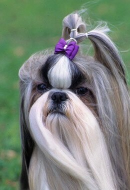 Shih Tzu