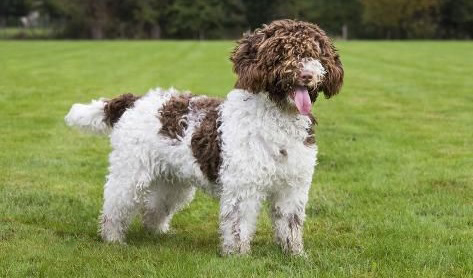 Perro de Agua Español