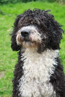 Spanish Water Dog