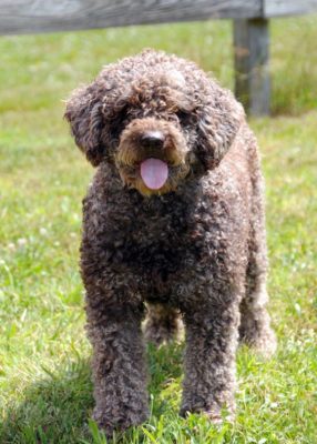Spanish Water Dog
