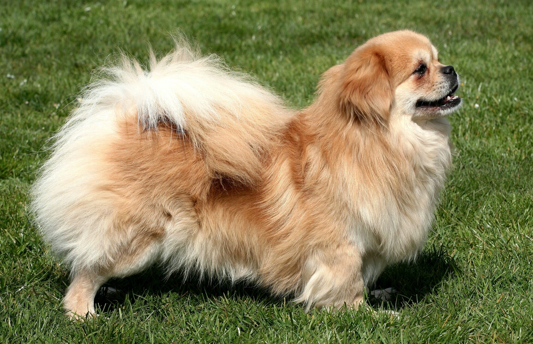 Spaniel Tibetano