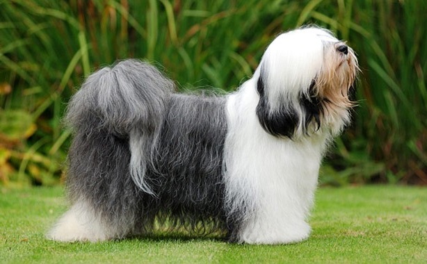 Tibetan Terrier