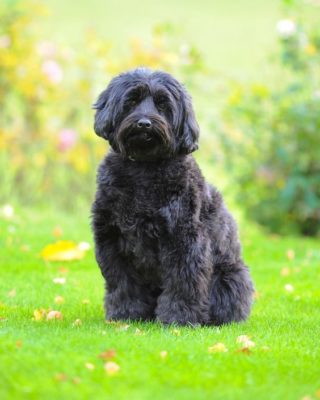 Tibetan Terrier