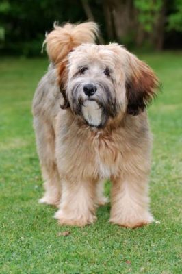 Tibetan Terrier