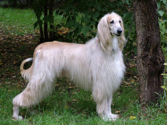 Aboriginal Afghan Hound