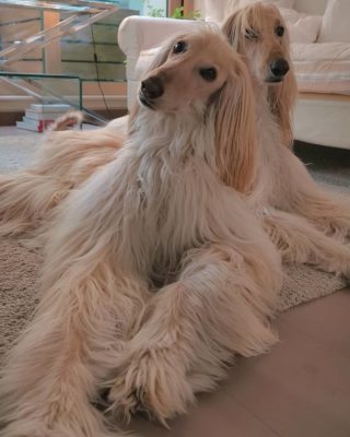 Aboriginal Afghan Hound