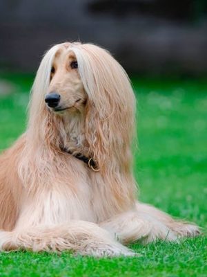 Aboriginal Afghan Hound