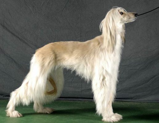 Aboriginal Afghan Hound