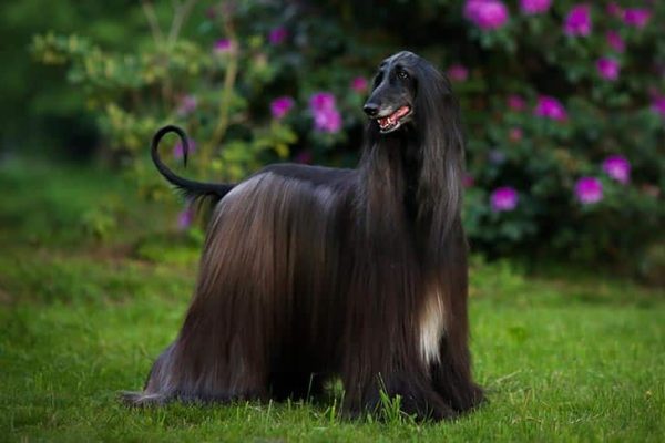 Afghan Hound
