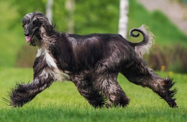 Afghan Hound