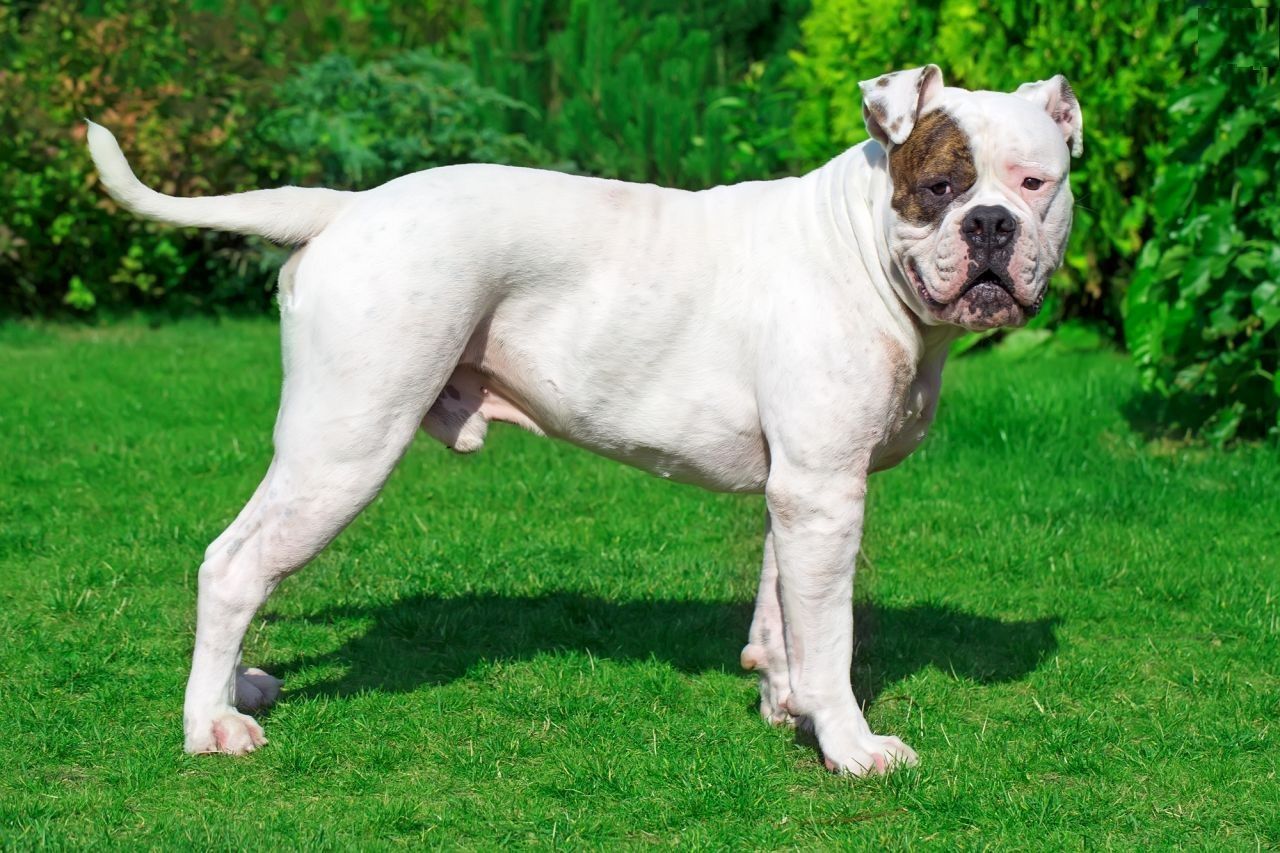 American Bulldog